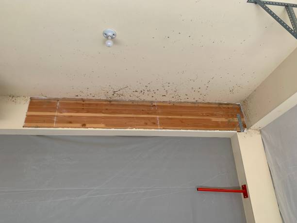 Environmental Consulting for Mold Prevention in Spring Ridge, MD